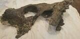 Partial Phytosaur (Leptosuchus?) Skull On Stand - Arizona #78008-12
